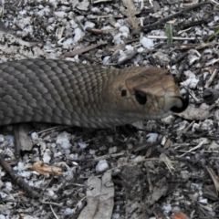 Pseudonaja textilis (Eastern Brown Snake) at Paddys River, ACT - 4 Oct 2020 by JohnBundock