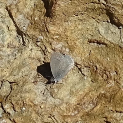 Zizina otis (Common Grass-Blue) at Wambrook, NSW - 1 Oct 2020 by Mike