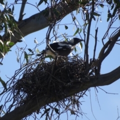 Gymnorhina tibicen (Australian Magpie) at O'Malley, ACT - 4 Oct 2020 by Mike