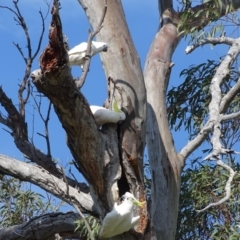 Cacatua galerita (Sulphur-crested Cockatoo) at O'Malley, ACT - 4 Oct 2020 by Mike
