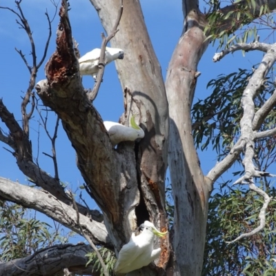 Cacatua galerita (Sulphur-crested Cockatoo) at O'Malley, ACT - 3 Oct 2020 by Mike