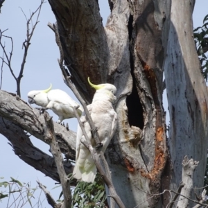 Cacatua galerita at O'Malley, ACT - 4 Oct 2020