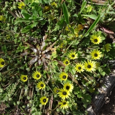 Arctotheca calendula (Capeweed, Cape Dandelion) at O'Malley, ACT - 3 Oct 2020 by Mike