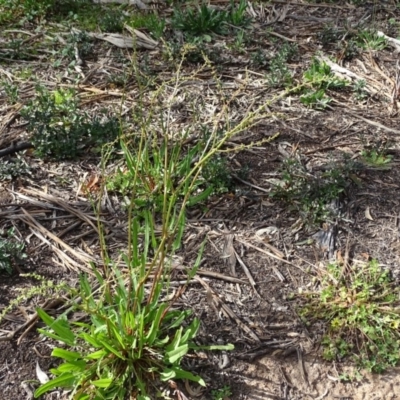 Rumex brownii (Slender Dock) at O'Malley, ACT - 3 Oct 2020 by Mike