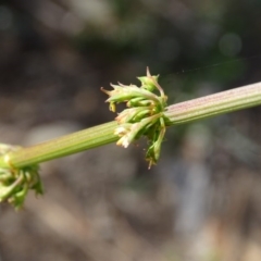 Rumex brownii at O'Malley, ACT - 4 Oct 2020