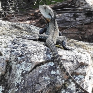 Intellagama lesueurii howittii at Paddys River, ACT - 4 Oct 2020