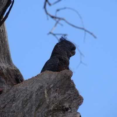 Callocephalon fimbriatum (Gang-gang Cockatoo) at Isaacs Ridge - 3 Oct 2020 by Mike