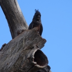 Callocephalon fimbriatum at O'Malley, ACT - 4 Oct 2020