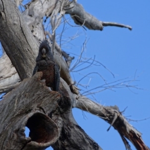 Callocephalon fimbriatum at O'Malley, ACT - 4 Oct 2020