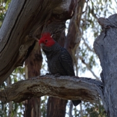 Callocephalon fimbriatum at O'Malley, ACT - 4 Oct 2020