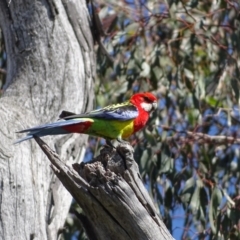 Platycercus eximius (Eastern Rosella) at O'Malley, ACT - 3 Oct 2020 by Mike