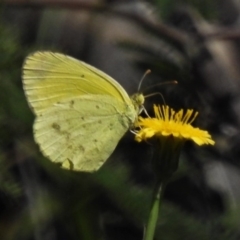 Eurema smilax (Small Grass-yellow) at Paddys River, ACT - 4 Oct 2020 by JohnBundock