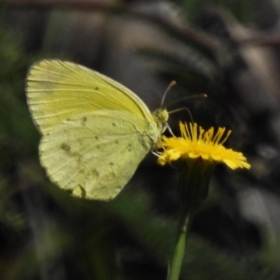 Eurema smilax (Small Grass-yellow) at Paddys River, ACT - 4 Oct 2020 by JohnBundock
