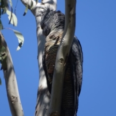 Callocephalon fimbriatum (Gang-gang Cockatoo) at O'Malley, ACT - 4 Oct 2020 by Mike