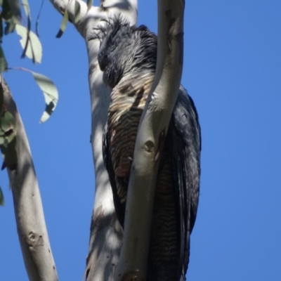 Callocephalon fimbriatum (Gang-gang Cockatoo) at O'Malley, ACT - 3 Oct 2020 by Mike
