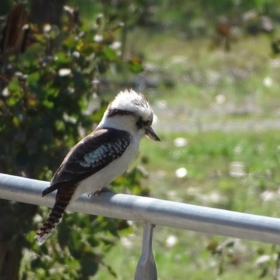 Dacelo novaeguineae (Laughing Kookaburra) at O'Malley, ACT - 4 Oct 2020 by Mike