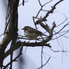 Pyrrholaemus sagittatus (Speckled Warbler) at The Pinnacle - 29 Sep 2020 by Alison Milton