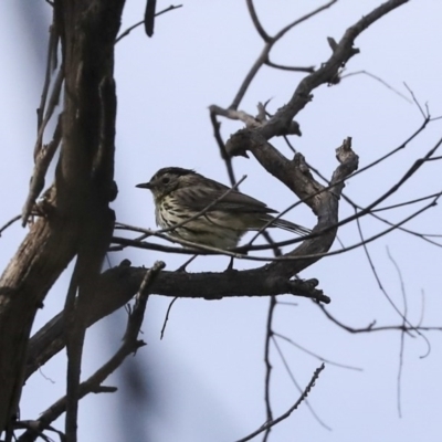 Pyrrholaemus sagittatus (Speckled Warbler) at The Pinnacle - 29 Sep 2020 by Alison Milton