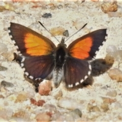 Lucia limbaria (Chequered Copper) at Paddys River, ACT - 4 Oct 2020 by JohnBundock