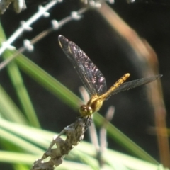 Unidentified Insect at Berry, NSW - 3 Oct 2020 by billpigott