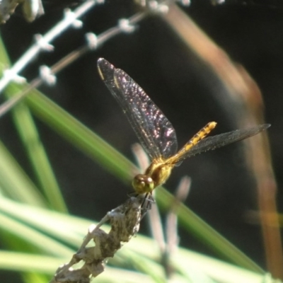 Diplacodes melanopsis (Black-faced Percher) at Berry, NSW - 4 Oct 2020 by billpigott