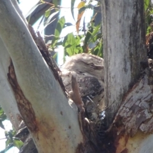 Podargus strigoides at Berry, NSW - 3 Oct 2020