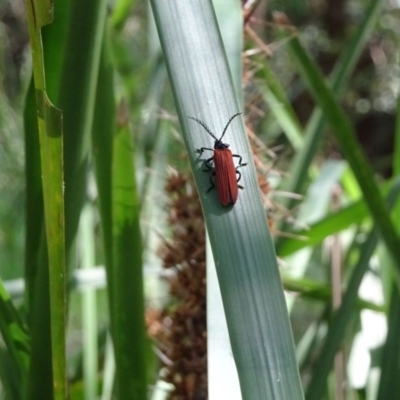 Porrostoma rhipidium (Long-nosed Lycid (Net-winged) beetle) at Berry, NSW - 29 Sep 2020 by billpigott