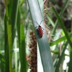 Porrostoma rhipidium (Long-nosed Lycid (Net-winged) beetle) at Berry, NSW - 29 Sep 2020 by billpigott