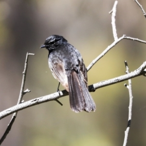 Rhipidura leucophrys at Weetangera, ACT - 29 Sep 2020 12:06 PM