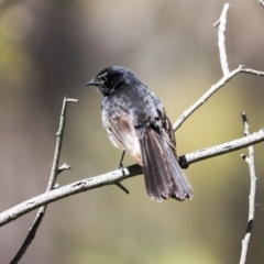 Rhipidura leucophrys at Weetangera, ACT - 29 Sep 2020