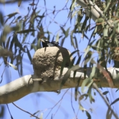 Grallina cyanoleuca (Magpie-lark) at The Pinnacle - 29 Sep 2020 by AlisonMilton