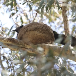 Corcorax melanorhamphos at Weetangera, ACT - 29 Sep 2020