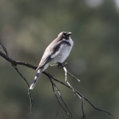 Philemon corniculatus (Noisy Friarbird) at Hawker, ACT - 29 Sep 2020 by Alison Milton