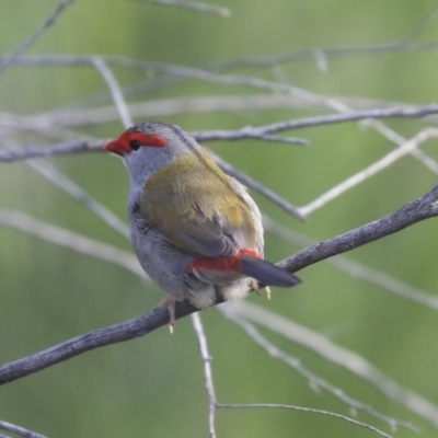 Neochmia temporalis (Red-browed Finch) at Hawker, ACT - 29 Sep 2020 by AlisonMilton