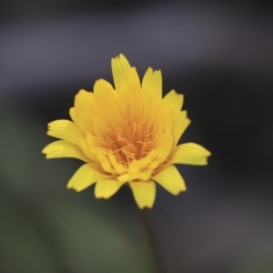 Microseris walteri at The Pinnacle - 29 Sep 2020 04:15 PM