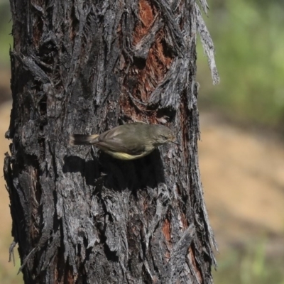 Acanthiza reguloides (Buff-rumped Thornbill) at Holt, ACT - 29 Sep 2020 by AlisonMilton