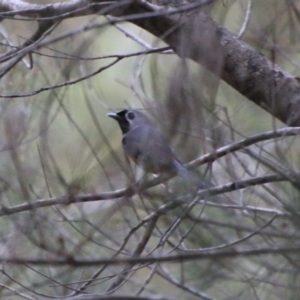 Monarcha melanopsis at Moruya, NSW - suppressed