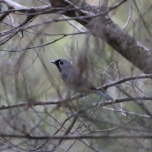 Monarcha melanopsis at Moruya, NSW - suppressed