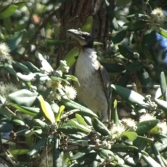 Philemon corniculatus (Noisy Friarbird) at Berry, NSW - 3 Oct 2020 by billpigott