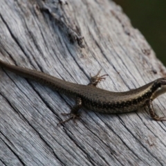 Eulamprus heatwolei (Yellow-bellied Water Skink) at Broulee Moruya Nature Observation Area - 4 Oct 2020 by LisaH