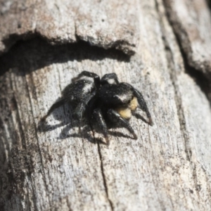 Salticidae sp. 'Golden palps' at Holt, ACT - 29 Sep 2020 01:41 PM