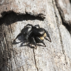Salticidae sp. 'Golden palps' at Holt, ACT - 29 Sep 2020