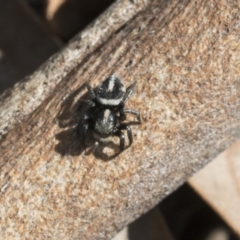 Salpesia (genus) (Salpesia Jumping Spider) at Holt, ACT - 29 Sep 2020 by AlisonMilton
