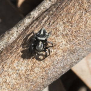 Salpesia sp. (genus) at Holt, ACT - 29 Sep 2020