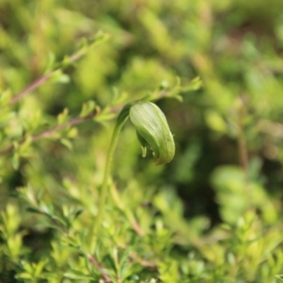 Pterostylis nutans (Nodding Greenhood) at Broulee Moruya Nature Observation Area - 3 Oct 2020 by LisaH