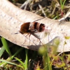 Meomyia sp. (Bee fly) at Broulee Moruya Nature Observation Area - 4 Oct 2020 by LisaH