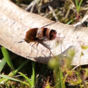 Meomyia sp. at Moruya, NSW - 4 Oct 2020