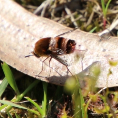 Meomyia sp. (Bee fly) at Broulee Moruya Nature Observation Area - 4 Oct 2020 by LisaH