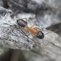 Camponotus consobrinus (Banded sugar ant) at Hawker, ACT - 29 Sep 2020 by AlisonMilton