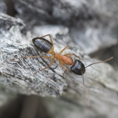 Camponotus consobrinus (Banded sugar ant) at The Pinnacle - 29 Sep 2020 by AlisonMilton